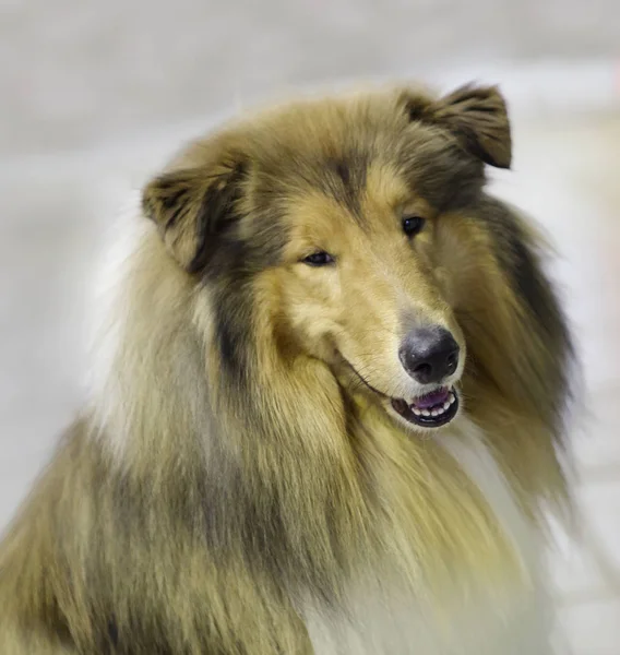 コリーの犬 コリーはスコットランドとイングランド北部から発信された大型の牧畜犬のグループからの驚くほど美しい品種です — ストック写真