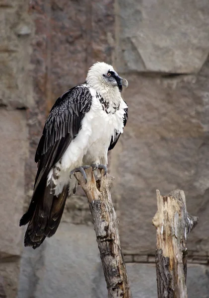 Vulture Pássaro Tem Monte Penas Bristly Sob Bico Que Pendurar — Fotografia de Stock