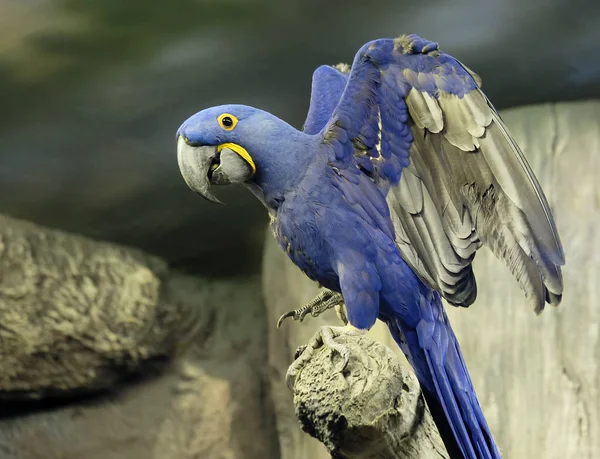 Blauer Ara Ist Ein Papagei Der Ein Zutraulicher Und Anhänglicher — Stockfoto