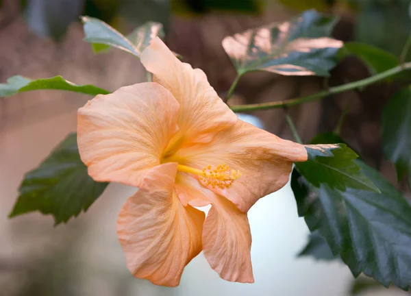 Czerwony Kwiat Hibiskusa Chińska Róża Hibiskus Chińska Róża Hibiskus Ojczyzną — Zdjęcie stockowe