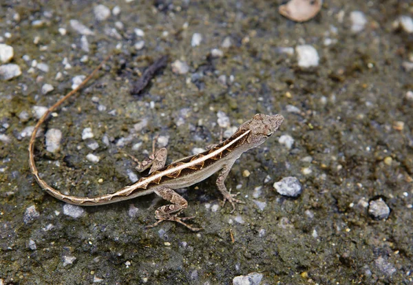 Little Tropical Lizard Lizard Animal Belongs Reptile Class Scales Legs — Stock Photo, Image