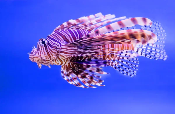 Ikan Lionfish Memiliki Garis Abu Abu Coklat Dan Merah Yang — Stok Foto