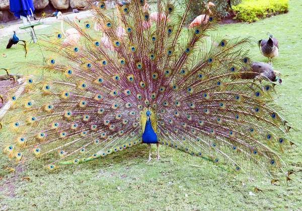 Paon Paon Est Des Beaux Oiseaux Forestiers Raison Son Apparence — Photo