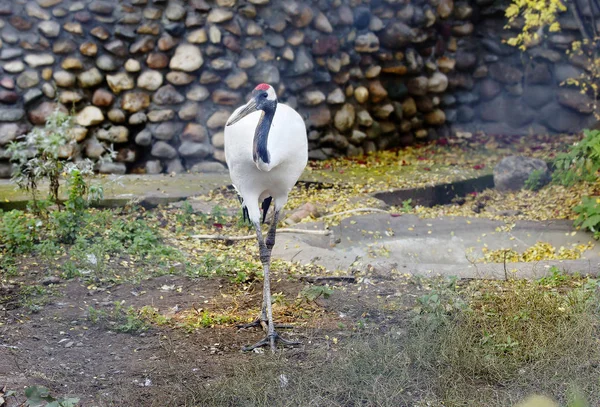 Red-crowned crane. It is a sacred bird in Japan and China. Japanese crane is one of the largest, its height is about 158 cm and weight 7.5 kg.Most of the plumage, including coverts wings bright white. At the top and front of the head feathers are abs