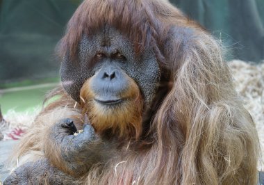 Orangutan (erkek). Kelime 