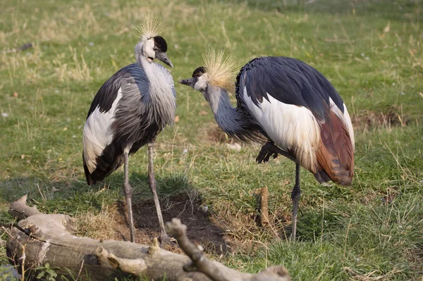 The pair of crowned cranes. Crowned crane is a large bird from the family of real cranes, leading a sedentary lifestyle in West and East Africa. The bird is one of the national symbols of Uganda and is depicted on its national flag and coat of arms.