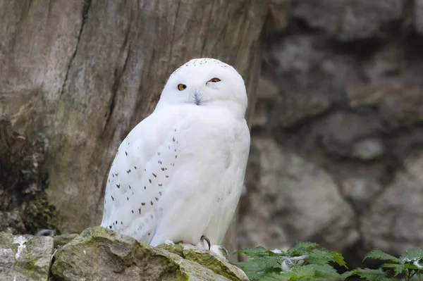 Weiße Polar Eule Die Weiße Eule Ist Perfekt Die Besonderheiten — Stockfoto