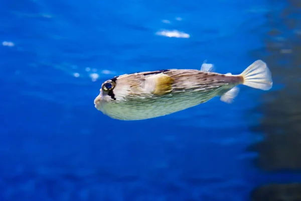 Peixe Peixes Espinha Longa Este Habitante Muito Incomum Mares Tropicais — Fotografia de Stock