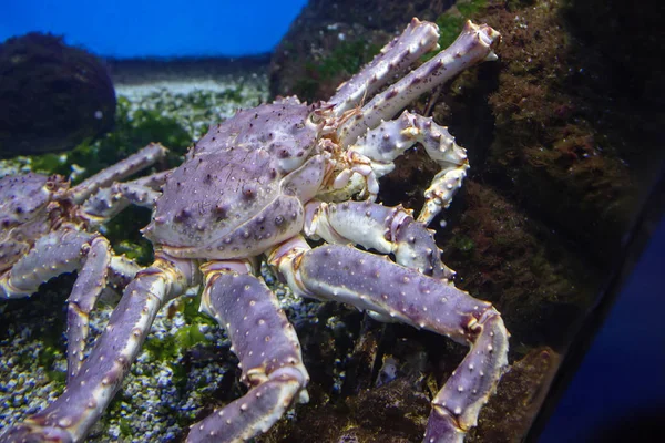 Red king crab. Valuable commercial species. Inhabits areas of the coastal zone at a depth of 2 to 400 meters.Eats shellfish. crustaceans, worms, fish, algae. Propagated by spawning.