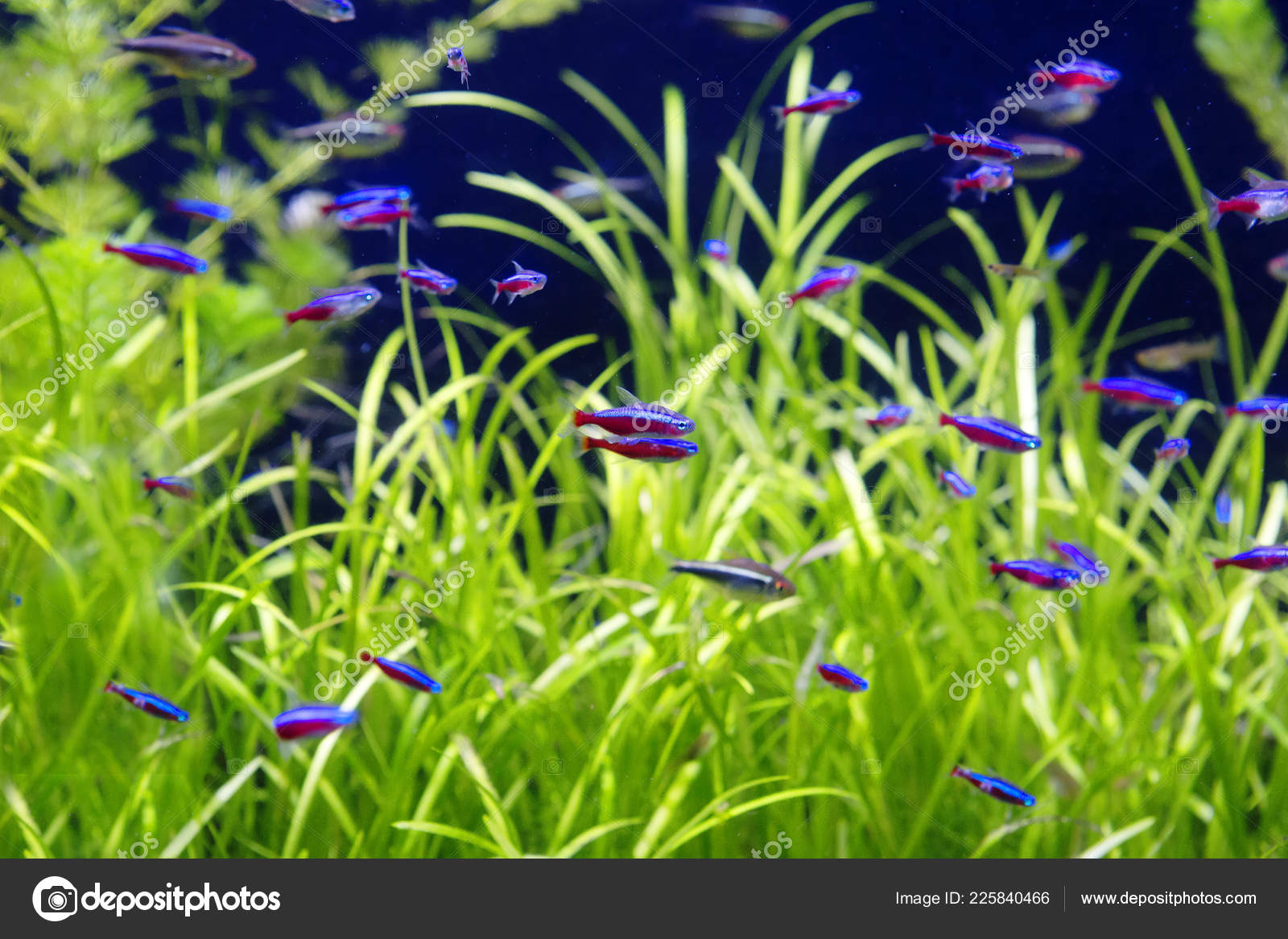 Aquarium Blue Neon Fish Popular Tropical Aquarium Fish Lives Upper Stock  Photo by ©galsavi.ya.ru 225840466