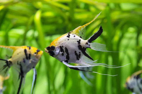 Angel Koi Fish Fish Color Three Color White Background Randomly — Stock Photo, Image