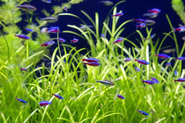 Aquarium Mit Blauen Neonfischen Ist Ein Beliebter Tropischer Aquarienfisch Lebt — Stockfoto