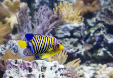 Regal angelfish. Tropikal deniz balıktır. Kızıldeniz ve Hint ve Pasifik okyanusları, bir sakini. Balık iki tarafında dikey beyaz ve turuncu çizgili c mavi-siyah kenarları vardır..