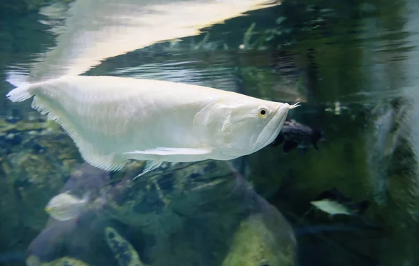 Silver arowana. Ancient, relict species. Leads a solitary life. Adheres to the upper layers of water. It feeds on crustaceans, insects, small fish. Propagated by spawning, the male bears eggs in the mouth. Able to jump out of the water to a height of