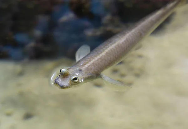 Brazilian four-eyed fish. Four-eyed fish is an extremely curious representative of tropical fish due to the special structure of the eyes, in fact there are only two, like the rest of the animals, but each of them is divided into two zones, which all