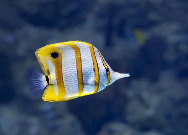 Coperband 물고기입니다 문자로이 우아한 물고기 — 스톡 사진