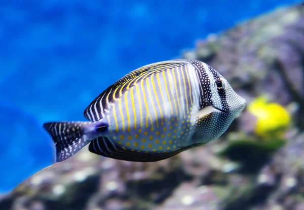 Desjardins Sailfin Tang Hal Található Vörös Tengerre Ebből Táplálkozik Alga — Stock Fotó