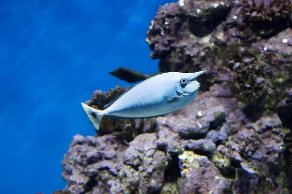 Bluespine 유니콘 물고기입니다 이것은 길쭉한 물고기 색깔은 충분히 나이가 경적의 — 스톡 사진