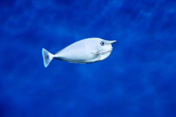蓝松独角兽鱼 这是一条身体强壮的鱼 主要颜色不够明亮 随着年龄的发展 它也会变得更明亮一点 随着角的年龄变得更加突出 在尾巴的底部出现刺 迪特里布特 — 图库照片