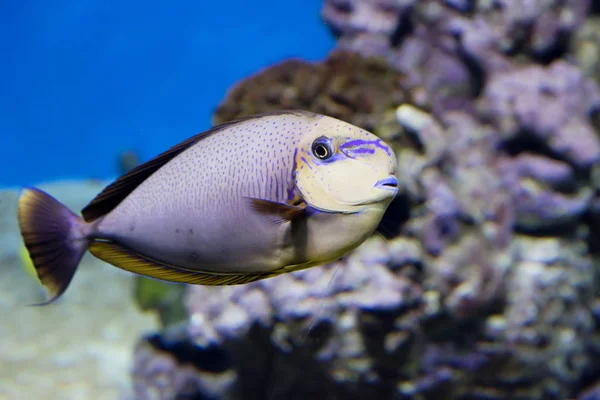 Peixe Unicórnio Nariz Grande Condições Naturais Este Peixe Vive Região — Fotografia de Stock