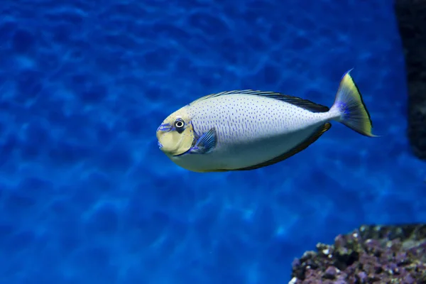 Великий Ніс Єдиноріг Риби Природних Умовах Риба Живе Індо Тихоокеанському — стокове фото