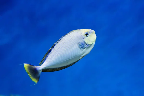 Big Nose Unicorn Fish Natural Conditions Fish Lives Indo Pacific — Stock Photo, Image
