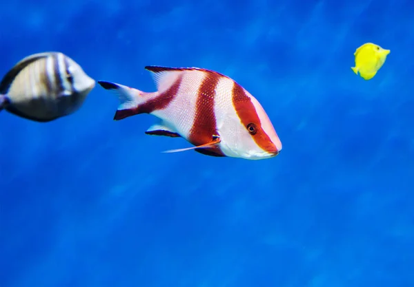 Kejsaren Red Snapper Reef Sittpinnar Har Lång Sågtandade Ryggfena Dessa — Stockfoto