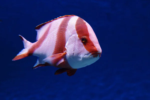Emperor Red Snapper Reef Perches Have Long Serrated Dorsal Fin — Stock Photo, Image