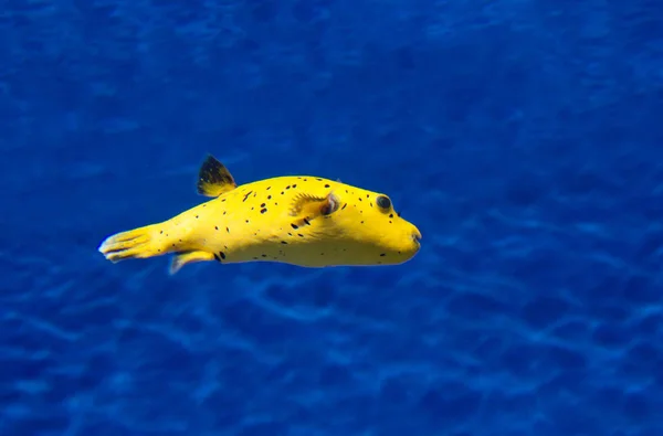 Yellow Blowfish Рыба Фугу Тело Рыбы Жёлтое Покрыто Чёрными Точками — стоковое фото