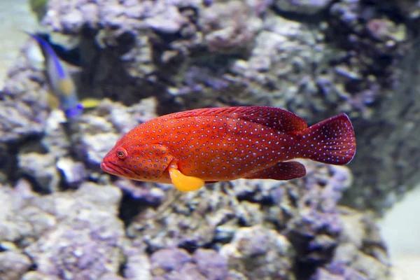 Coral Grouper. The body color of the fish is red , covered with pale lilac dots, and each dot has a dark border. Grouper red or coral group as they call this marine fish, lives in the Western Pacific ocean, the Indian ocean and the Red sea.