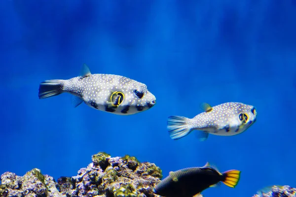 Зоряне Blowfish Риба Вона Має Колір Білий Сіруватим Всього Тіла — стокове фото
