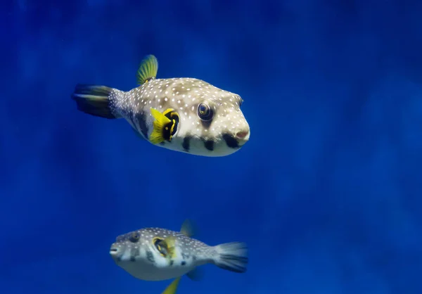 빛나는 Puffer 물고기 그것은 색깔이 전체는 반점과 천지입니다 길쭉한 몸입니다 — 스톡 사진
