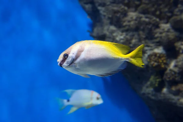 Dvojitý Svislý Proužek Králičí Ryby Ryby Žijí Korálové Útesy Tropické — Stock fotografie