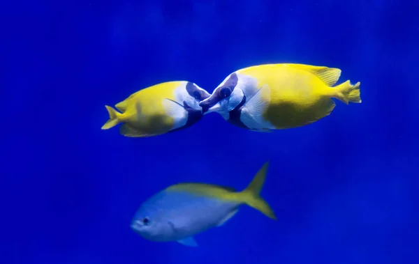 Pesce Coniglio Faccia Volpe Pesce Una Forma Insolita Del Corpo — Foto Stock