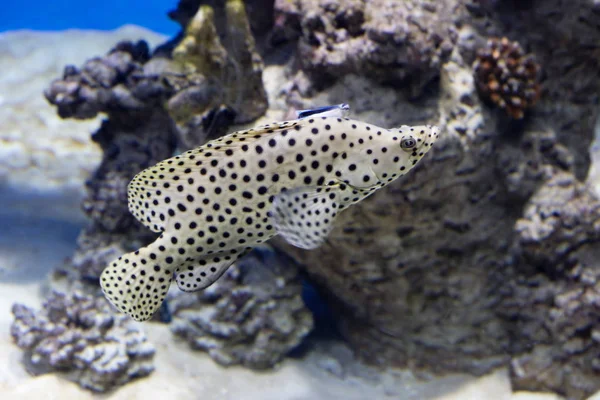 Panther Grouper. It is a predatory fish of brown-orange or olive color, completely covered with small blue spots with a dark rim that go to the throat, belly and unpaired fins. Groupers are common in temperate and tropical waters of the Indian, Pacif