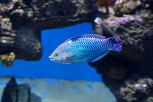 Schackrutiga Wrasse Fisk Detta Bosatt Röda Havet Indiska Oceanen Huvudet — Stockfoto