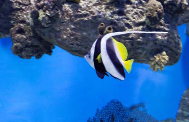 Resif afiş balık. Popüler ve parlak bir görünüm, bu muhteşem rengini çeken ve davranış ilginç. Balık boyama bir Zebra rengini andırıyor. 