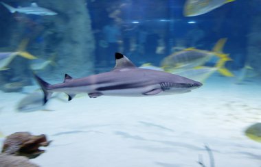 Siyah uçlu resif köpekbalığı. Dünyanın dört bir yanından kıyı tropikal ve subtropikal sularda yaygın biçimde dağıtılabilir. Küçük okul balık av yırtıcı oldukları.