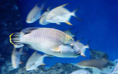 Napoleon balık veya Maori wrasse. Napoleon wrasses ailesinin en büyük temsilcisi ve bir dünyanın en büyük mercan Balık balıktır.