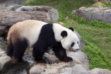 Dev Panda (beyaz Panda). Dev Panda, ya da bambu ayı bir memeli ayı ailesinin kendine özgü siyah ve beyaz renk yün ile. Büyük bir Panda beyaz ama çevrede belgili tanımlık eyes ve siyah siyah noktalar (