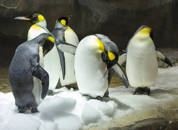 Большой Пингвин Императорский Пингвин Самый Большой Тяжелый Современных Видов Семейства — стоковое фото