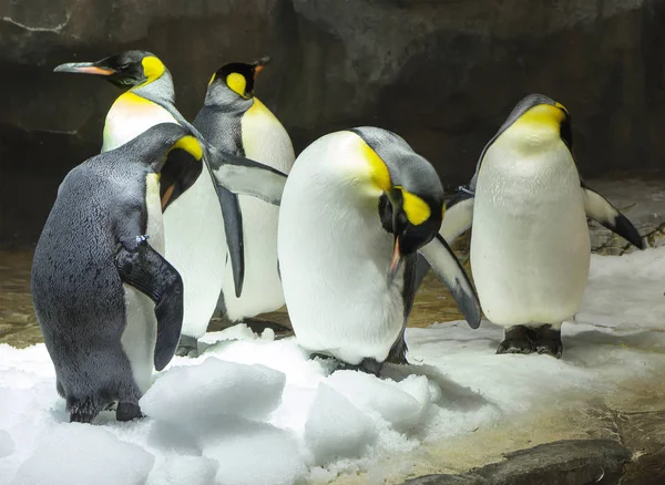 Big penguin or Emperor penguin. This is the largest and heaviest of the modern species of the penguin family. Like all penguins, the Emperor penguins do not know how to fly. — Stock Image Big Penguin Emperor Penguin Largest Heaviest Modern Species Penguin Family Stock Picture