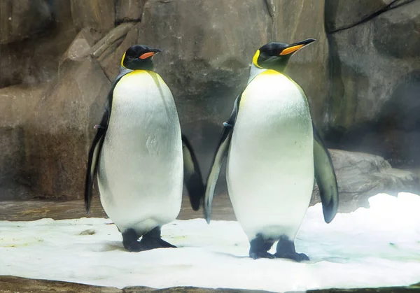 Big penguin or Emperor penguin. This is the largest and heaviest of the modern species of the penguin family. Like all penguins, the Emperor penguins do not know how to fly. — Stock Image Big Penguin Emperor Penguin Largest Heaviest Modern Species Penguin Family Stock Image
