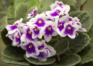 Violet. Uzambarskuyu menekşe yeteneğini tüm yıl boyunca çiçek 