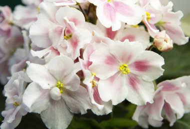 Violet. Uzambarskuyu menekşe yeteneğini tüm yıl boyunca çiçek 