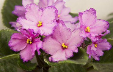Violet. Uzambarskuyu menekşe yeteneğini tüm yıl boyunca çiçek 