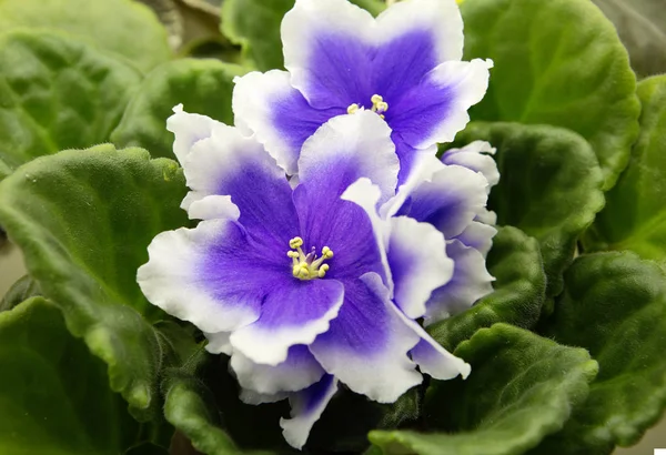Violeta Rainha Plantas Sala Chamado Uzambarskuyu Violeta Por Sua Capacidade — Fotografia de Stock