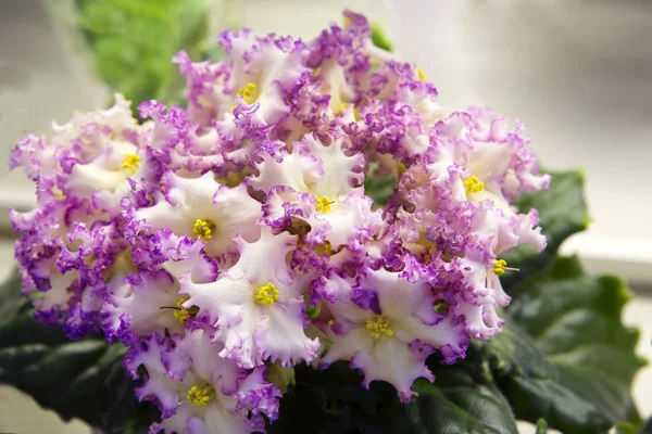 室内植物女王 被称为桑巴拉紫罗兰 因为它有能力常年开花 — 图库照片