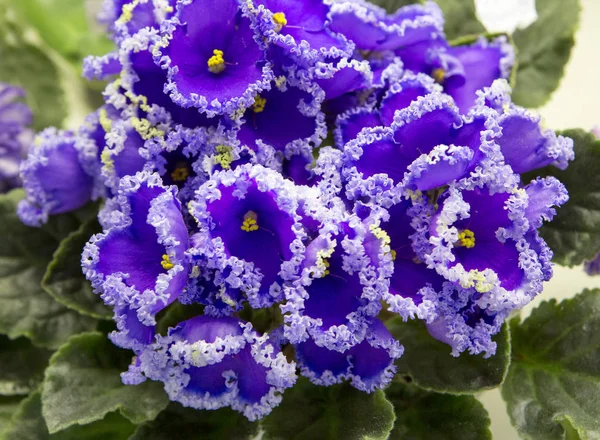 Violette Reine Des Plantes Intérieur Appelé Usambara Violet Pour Capacité — Photo