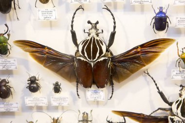 Moskova, Rusya, 11/26/2018, böcekleri topluluğu. Goliath böceği. Goliath böcekleri gezegendeki en büyük böcekler biridir. Onlar 30.000'den fazla tür içerir scarab ailesine aittir. Bu böceğin habitat Afrika olduğunu.